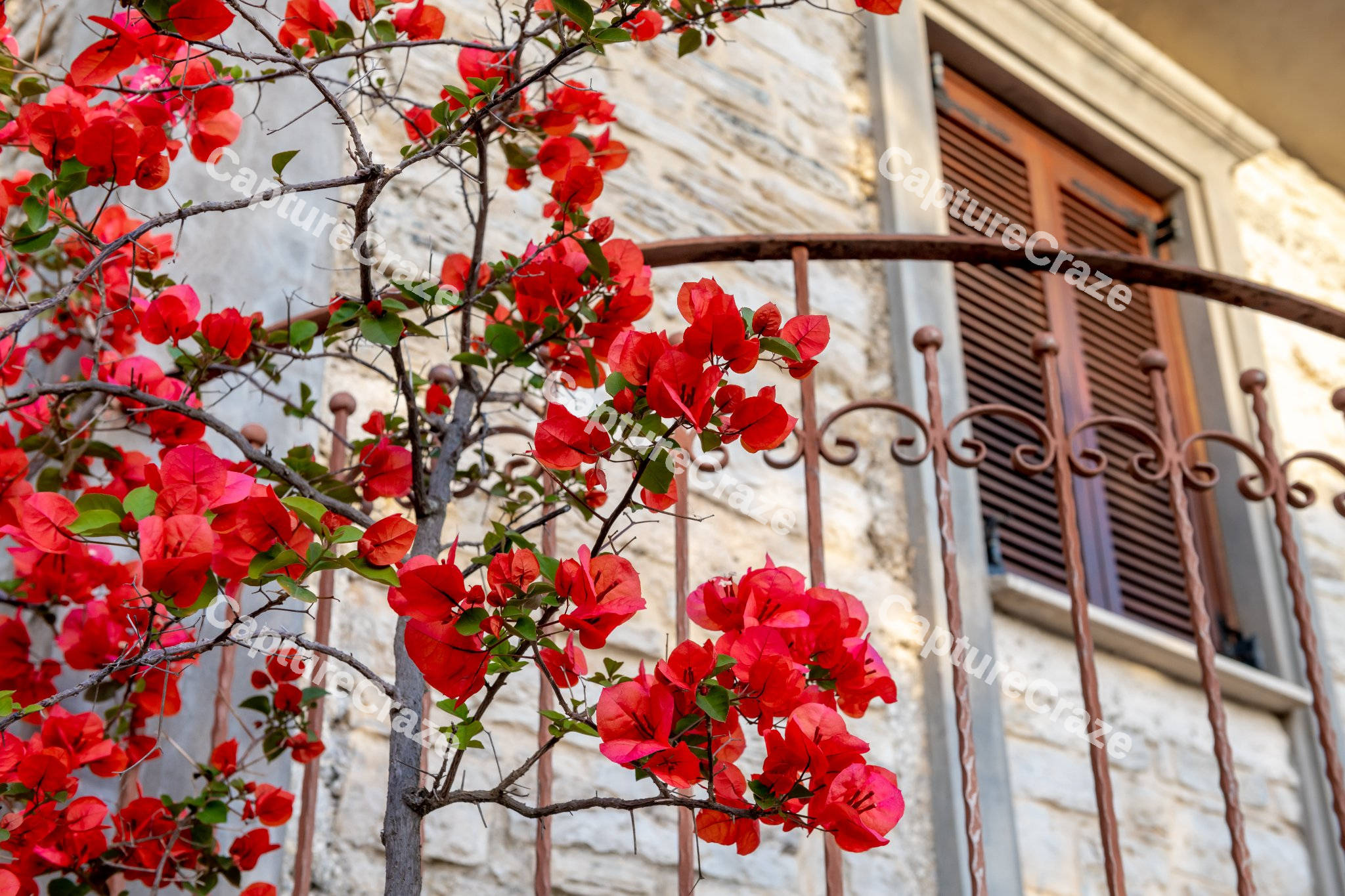 Red flowers in front of old windows